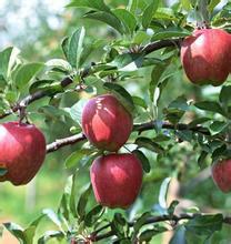 运城市苹果实生苗厂家供应苹果实生苗