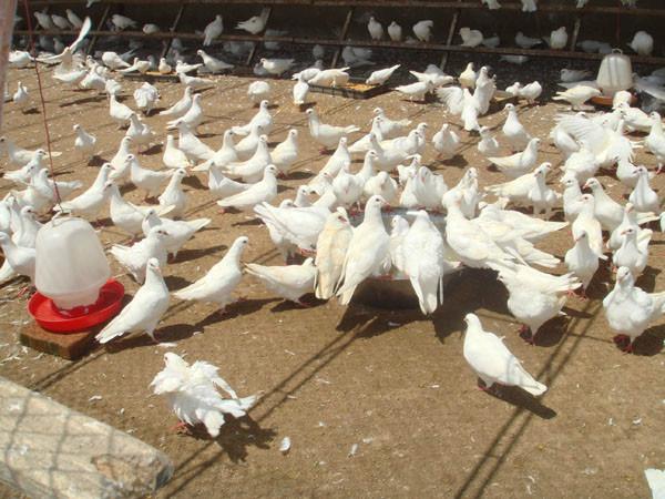 供应白羽王肉鸽的最新价格养殖技术
