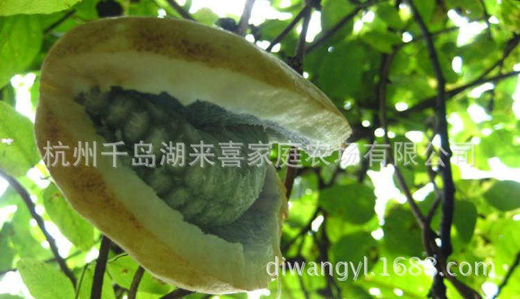 杭州市浙江来喜三叶木通 八月瓜  土香蕉厂家