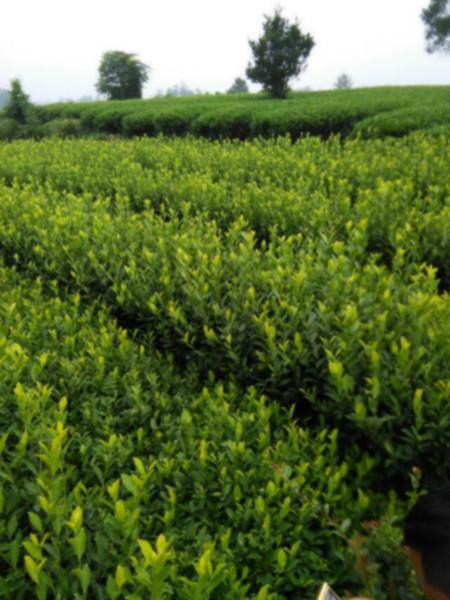 供应名选131茶叶苗种植园-雅安名选131茶叶苗价格-雅安名选131茶叶苗厂家