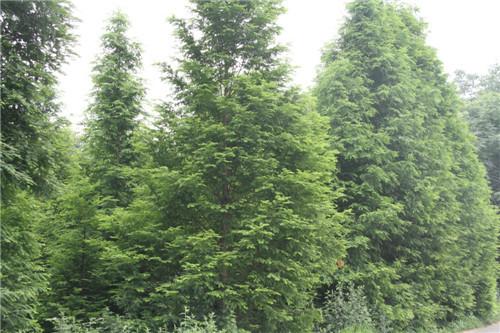 5-12公分的水杉供应5-12公分的水杉