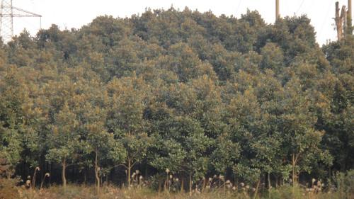 湖南广玉兰苗木价格种植基地批发价供应商多少钱哪里有