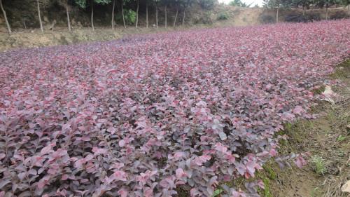 供应红花继图片,红花继木,红花继木批发销售红花继图片