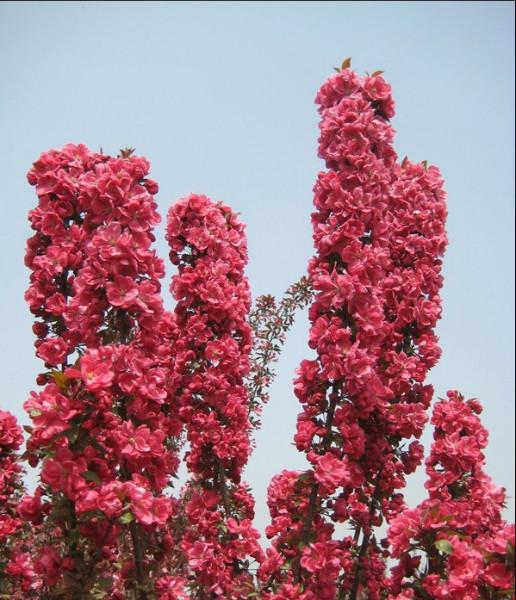 芭蕾舞海棠苗批发