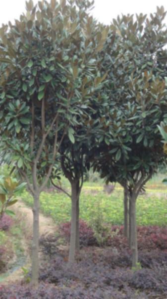 湖南广玉兰苗木价格种植基地批发价供应商多少钱哪里有图片