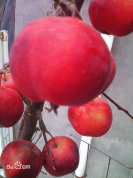 临沂市山东富士苹果苗厂家供应山东富士苹果苗，苹果苗价钱，苹果苗批发价格