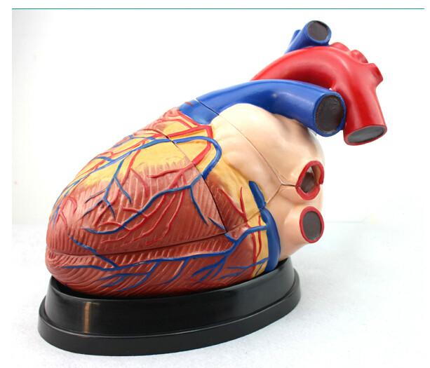 大心脏解剖模型批发