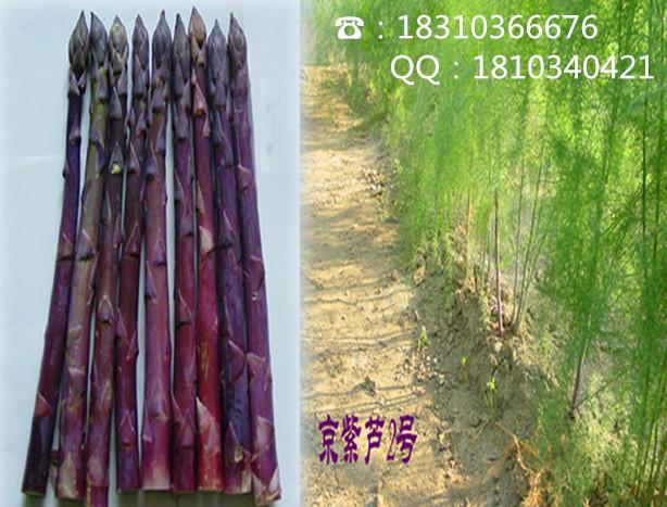 供应紫色芦笋种子/京紫芦2号/紫色芦笋图片