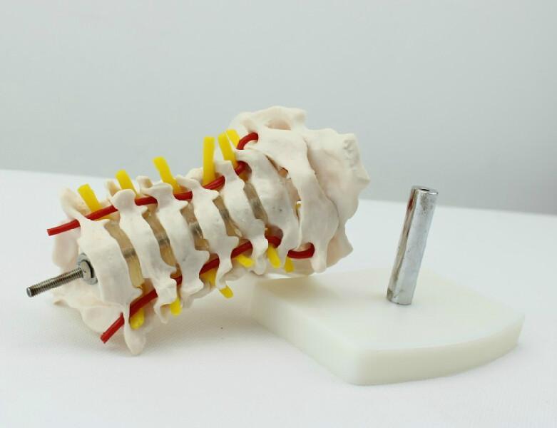 人体颈椎颈动脉模型批发