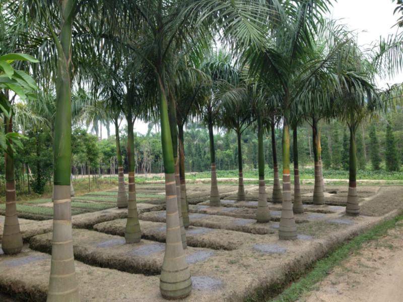 供应大王椰子树多少钱一棵，广西大王椰子树，广西大王椰子树批发价格​