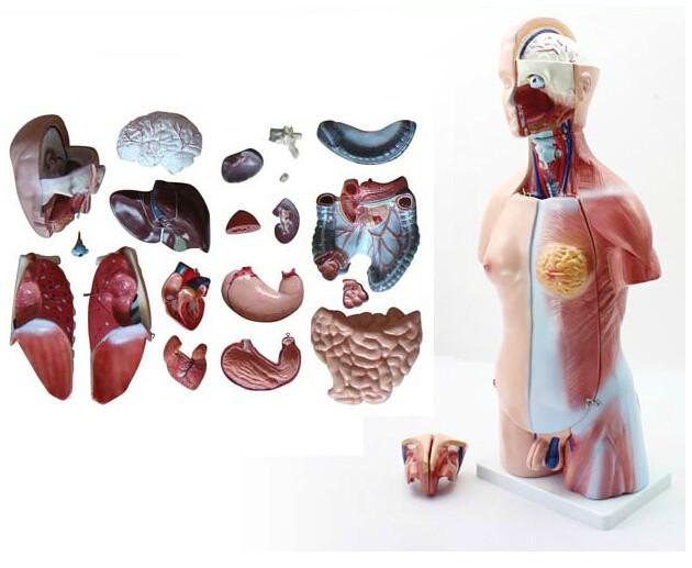 供应45CM两性躯干模型人体内脏器官解剖结构模型
