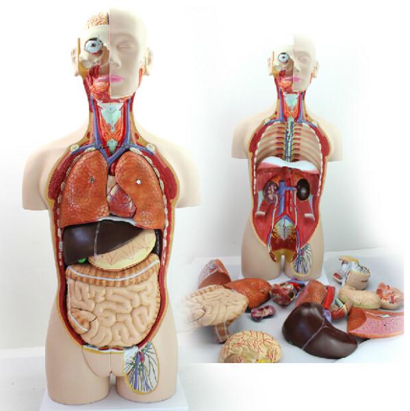 供应医用85CM人体器官系统解剖模型，人体器官系统解剖模型供应商