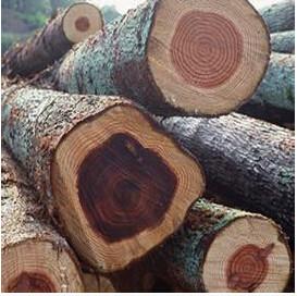 上海自贸区进口非洲木材代理报关流程  上海自贸区进口非洲木材代理报关