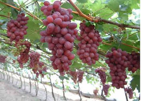 供应红提葡萄，陕西红提葡萄批发价格，陕西哪里的红提葡萄价格最低