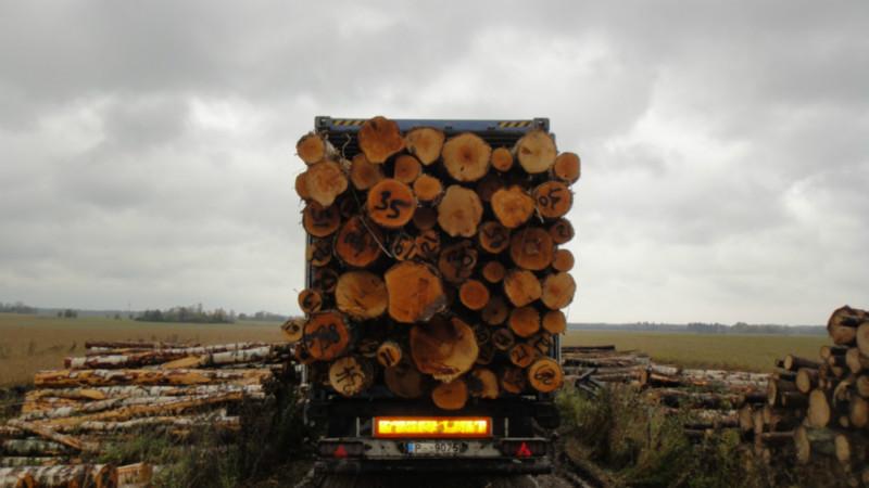 供应东北木材桦木原木,高品质桦木木方板材6.5cm 7.5cm 厂家