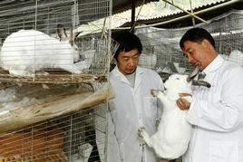 供应肉兔养殖场、肉兔养殖技术、肉兔养殖基地