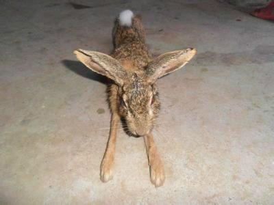 供应野兔种兔，杂交野兔兔种，野兔养殖场，野兔养殖赚钱吗，市场前景