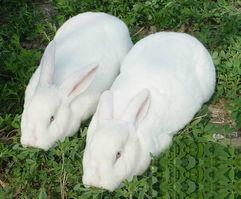 供应肉兔养殖场、肉兔养殖技术、肉兔养殖基地