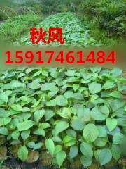 供应用于绿化种苗的广州秋枫30公分起