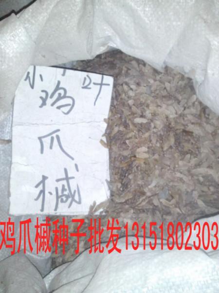 供应江苏鸡爪槭树种子苗供应商电话，江苏鸡爪槭树种子苗供应商价格