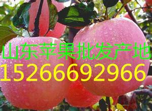 供应用于生鲜水果的美八嘎拉苹果