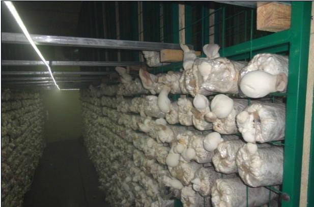 供应新疆蘑菇网片、养殖蘑菇用网生产厂家