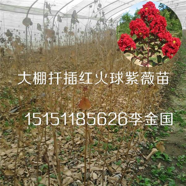 供应红火球紫薇苗/宿迁60厘米高以上红火球紫薇小苗批发销售