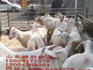 供应白山羊种羊多少钱