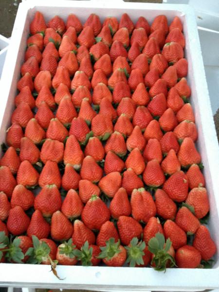 供应江苏最新鲜的草莓草莓代收代购