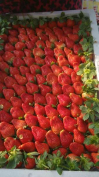 供应全国新鲜有机草莓供应