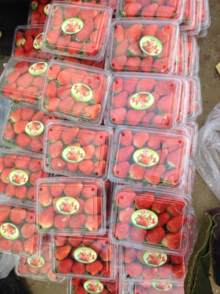 供应江苏最便宜的草莓代收的代购