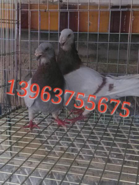 供应新疆哪里有卖头型鸽的，头型鸽有几种，头型鸽分别多少钱一对
