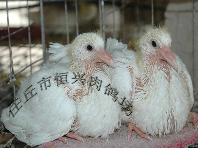 供应武汉乳鸽养殖场，养殖乳鸽价格，乳鸽养殖技术