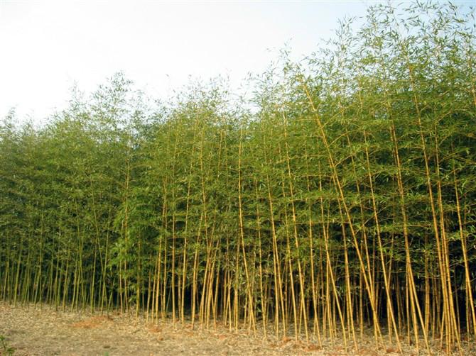 供应出售优质早园竹