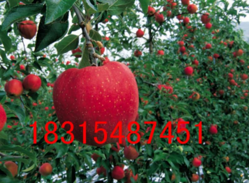供应矮化砧木苹果苗，大量出售矮化砧木苹果苗，2次嫁接矮化砧木苹果苗