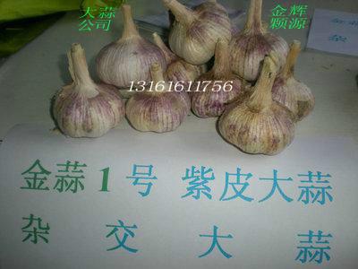 供应大蒜种子/北京农科院大蒜种价格/紫皮大蒜一件60斤图片