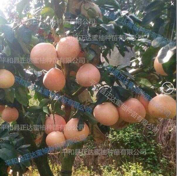 供应福建三红蜜柚苗 正达三红蜜柚种植前景分析