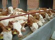 肉牛养殖成本有多少批发