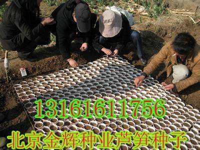 供应芦笋种子/北京最好的芦笋种子公司/冠军芦笋价格低质量好