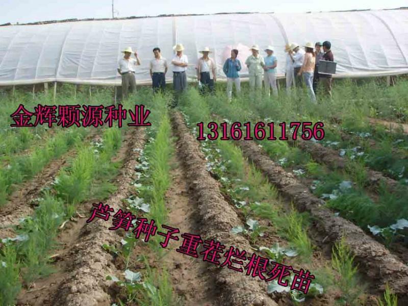 供应芦笋种子/北京最好的芦笋种子公司/冠军芦笋价格低质量好图片