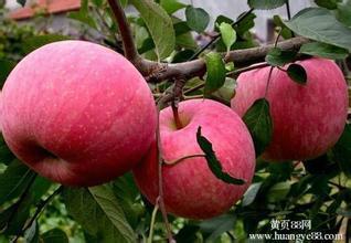 供应苹果树苗木批发，苹果树苗木批发多少钱