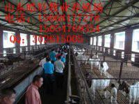 济宁市波尔山羊价格厂家供应波尔山羊价格