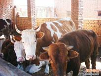 供应育肥肉牛犊供货商