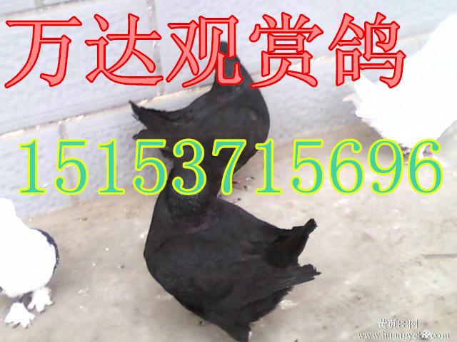 供应上海元宝鸽养殖场种鸽报价