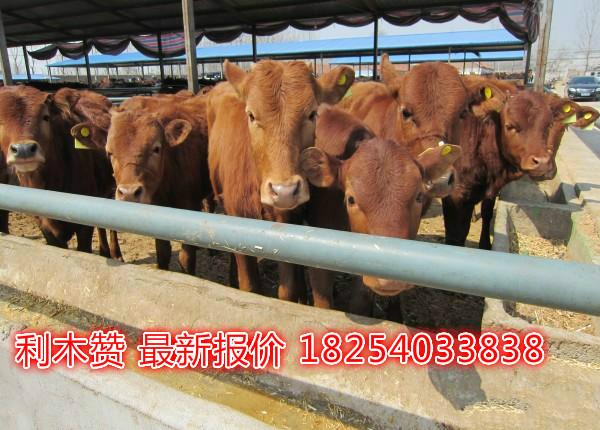 供应河北沧州肉牛最新价格小尾寒羊养殖基地