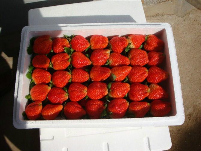 供应北京新鲜奶油草莓