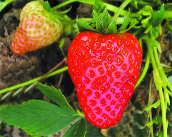 供应北京新鲜法兰地草莓/法兰地草莓苗