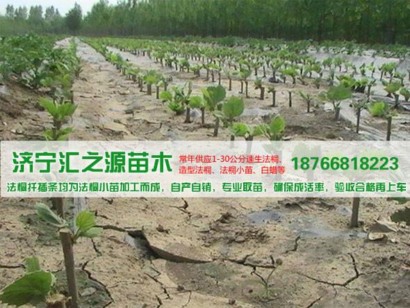 济宁市山东造型法桐的栽培养护厂家