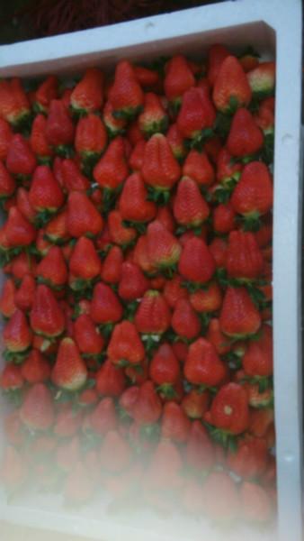 供应耿集新鲜草莓