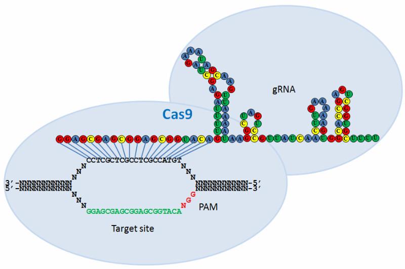 供应Cas9制备基因敲除细胞系